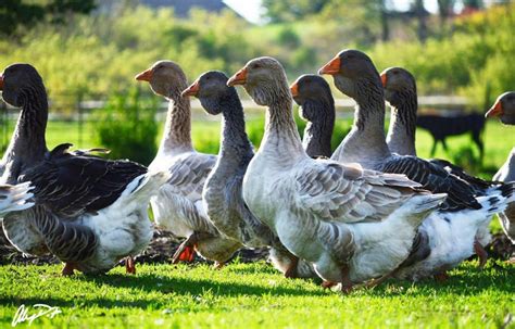 Giant Dewlap Toulouse Geese Chapel View Farm And Stable