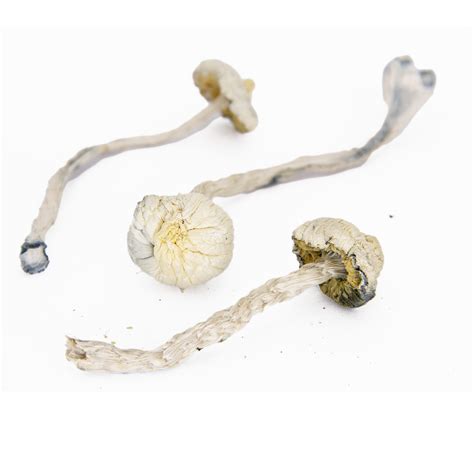 Albino Jedi Mind Fuck Budget Greens