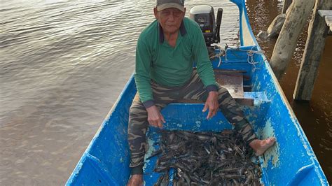 Wow Lumayan Banyak Udang Galah Passin Dari Hasil Bubu Apai Mantap