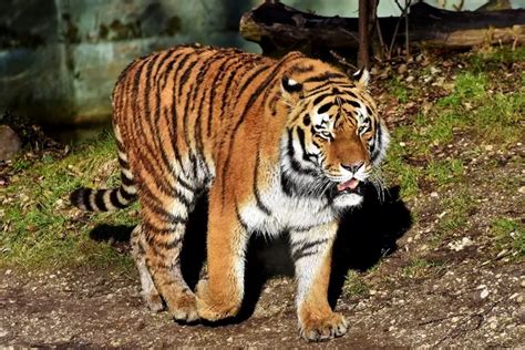 Rahasia Harimau Terungkap Fakta Fakta Yang Belum Banyak Diketahui