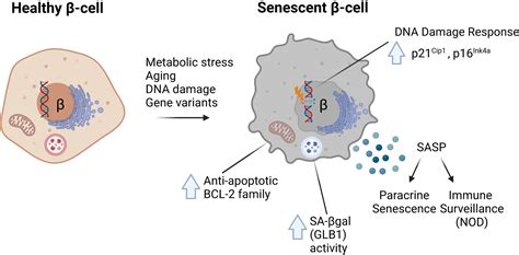 Frontiers Pancreatic β cell senescence in diabetes mechanisms