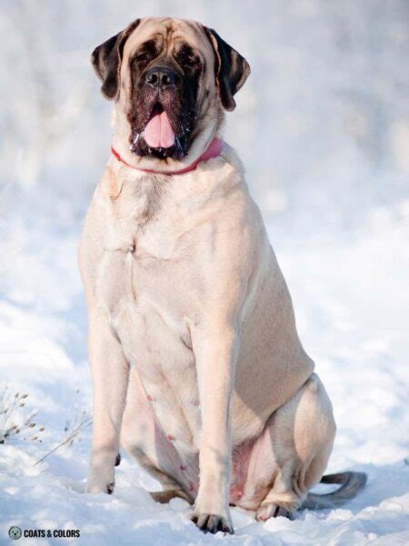 English Mastiff Color Chart | Coats and Colors