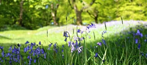 Best Bluebell Woods In Devon And Dorset