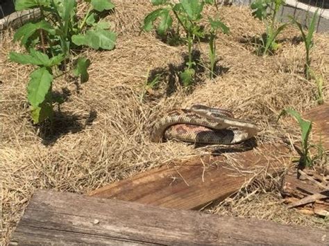 Texas Rat Snake Mating Dance YouTube