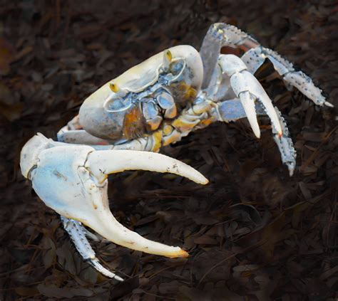 Giant Blue Land Crab