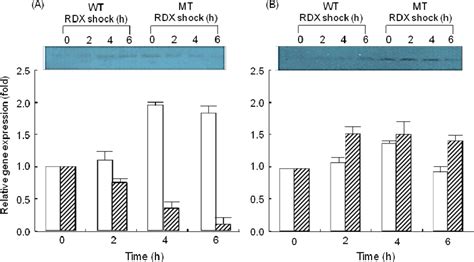 Figure 2 from σ32 regulation of the algA and pnrB expression in