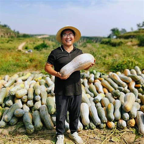 喜迎二十大 榆阳好“丰”景 永康村南瓜喜丰收 村民采摘忙种植流转土地