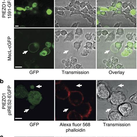 Fluorescence Imaging Of HEK293 Cell Membrane Blebs Generated Using A