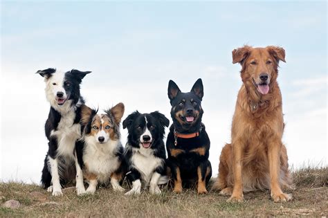 Cuánto Cobras Por Cuidar Perros Por Día