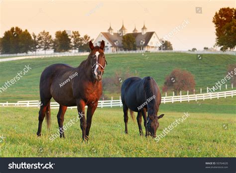 Horses In The Field Stock Photo 93764620 Shutterstock