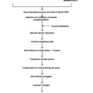 Mechanism of Action of Viagra and Sildenafil Citrate | Download ...