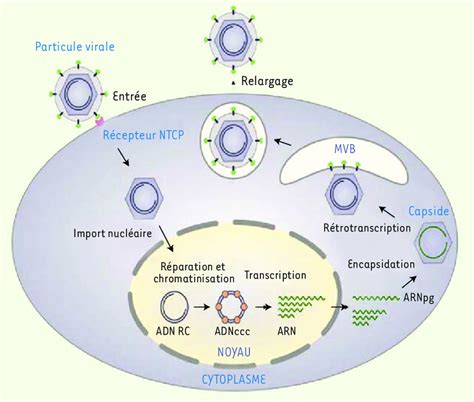 Cycle De R Plication Du Vhb La Particule Virale Contenant L Adn Viral