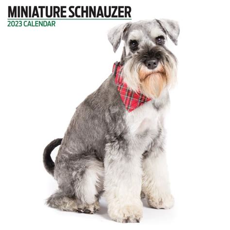 Miniature Schnauzer Kalender 2023 Modern Bol