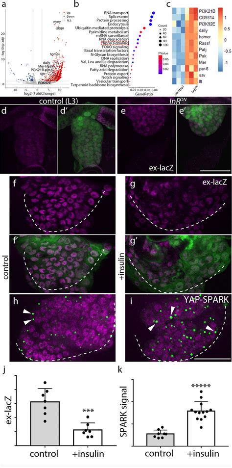 Insulin Signaling Inhibits The Activity Of Yki Signaling Ac