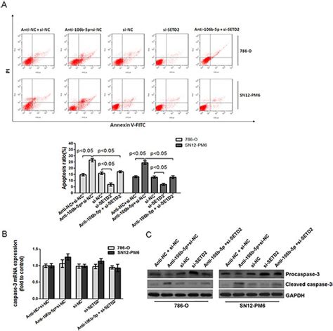 Mir 106b 5p Targets Tumor Suppressor Gene Setd2 To Inactive Its Function In Clear Cell Renal