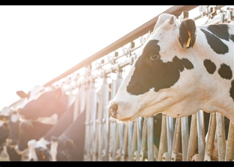 penyakit mastitis  sapi perah gejala  pengobatannya