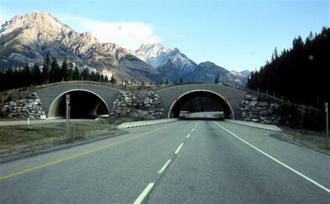 Wildlife Bridges: How They Make the Road Safer for All | RVshare