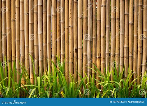 Fotos De Stock De Textura De Bambu Verde Da Cerca Fundo De Bambu Da