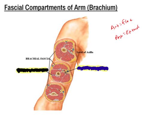 The Arm And Cubital Fossa Test 4 Flashcards Quizlet