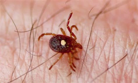 10 Ticks In Georgia They Can Carry Diseases Wiki Point