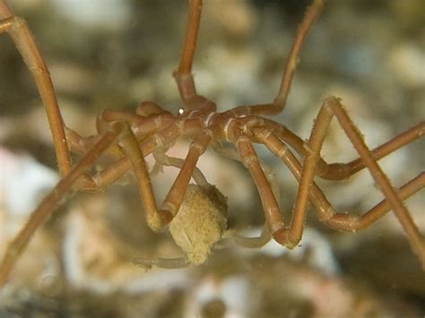 Sea Spiders Pycnogonida