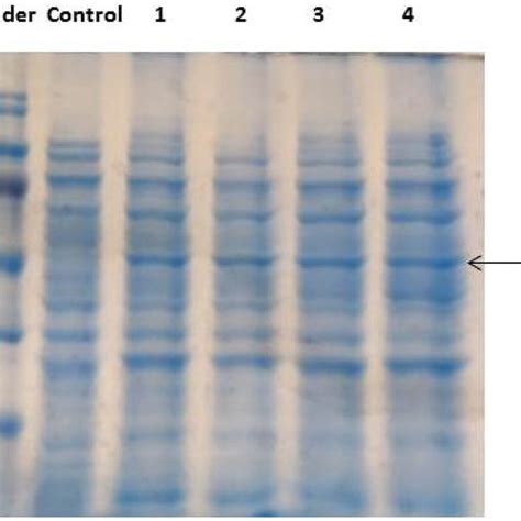 Sds Page Of E Coli Bl Rosetta Cells Lysate For Analysing Inuhj