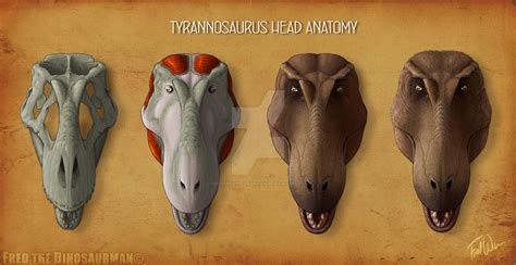 Tyrannosaurus Rex Head Anatomy By FredtheDinosaurman On DeviantArt