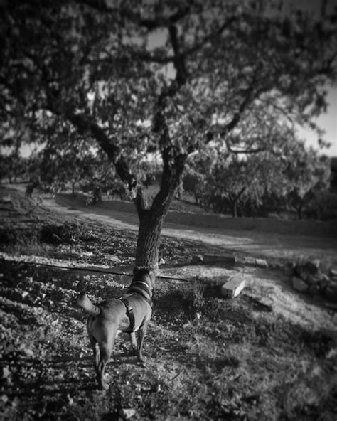Premium Photo Trees In The Dark