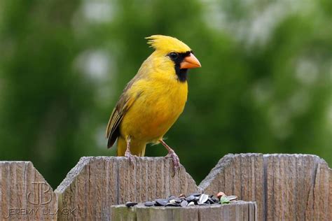 Another Rare Yellow Cardinal Spotted, This Time in Georgia!