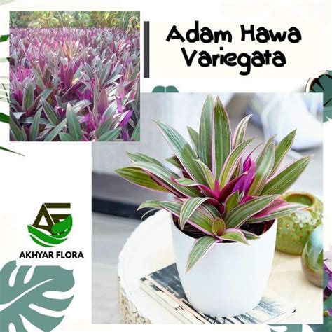 Jual Adam Hawa Varigata Tanaman Hias Nanas Kerang Moses In The Cradle