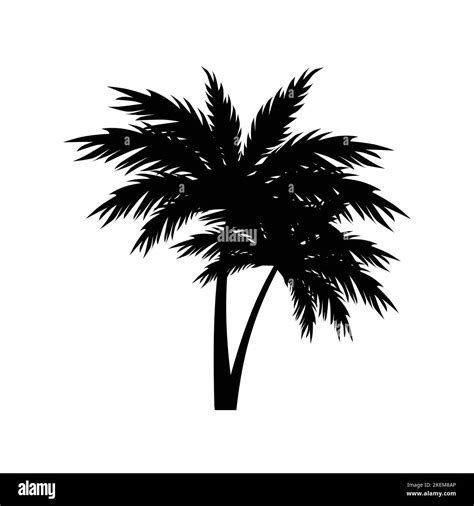 Black Silhouettes Of Tropical Palm Trees Vector Stock Vector Image