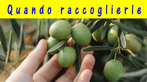 Quando Raccogliere Le Olive Stabilire Il Momento Adatto Per La