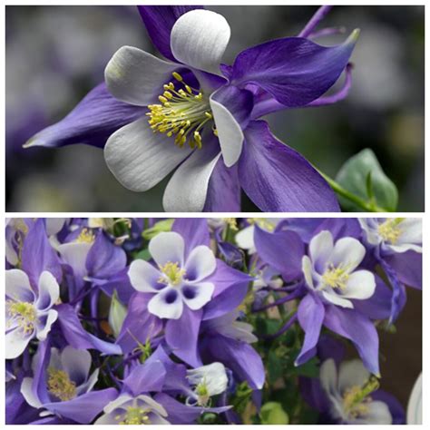 1 Live Plant Earlybird Blue And White Columbine Aquilegia Etsy