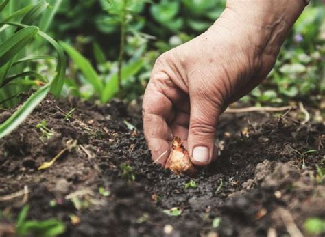 Cómo plantar cebollas Paso a paso y consejos