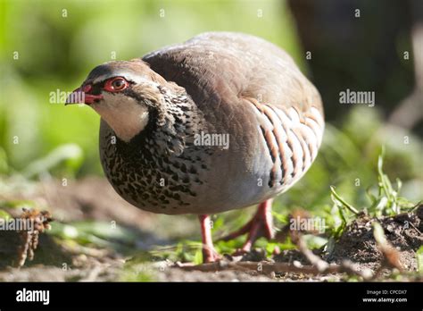 Red Legged Partridge Alectoris Rufa Uk Stock Photo Alamy