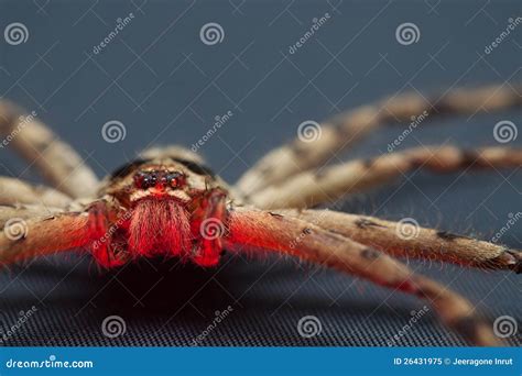 fiddleback spider violin spider  brown hermit spider loxosceles