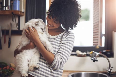 Holofote H Perfis De Donos De Gatos Qual O Seu