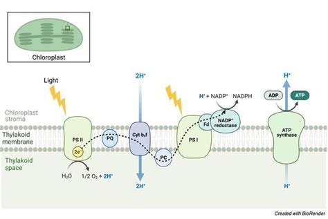 Chemiosmosis Definition Mechanism And Function