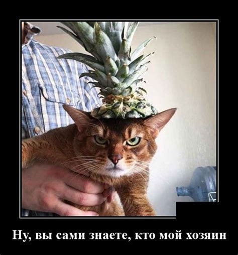 Демотиваторы (50 фото) • Klike.net