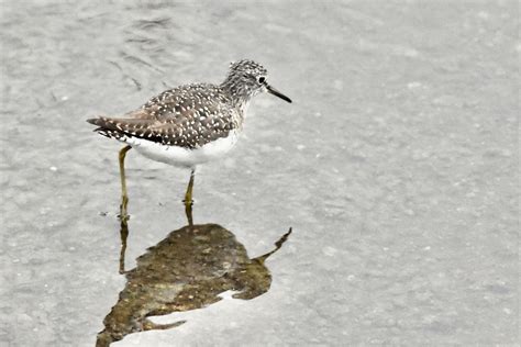 Solitary Sandpiper