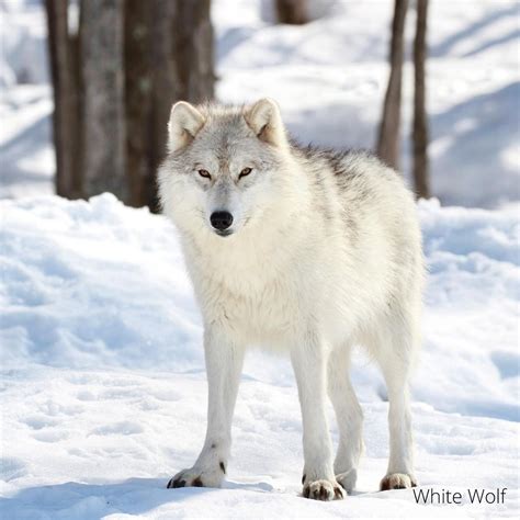 White Wolf Animal Spirit Guide