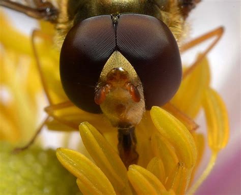 Dobbeltb Ndet Svirreflue Episyrphus Balteatus