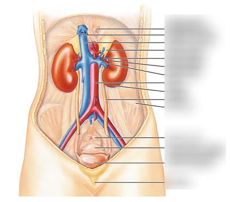 Practical Urinary System Diagram Quizlet