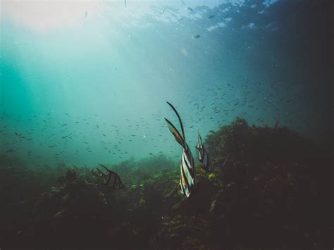 Fotos Gratis Mar Agua Oceano Luz De Sol Buceo Submarino