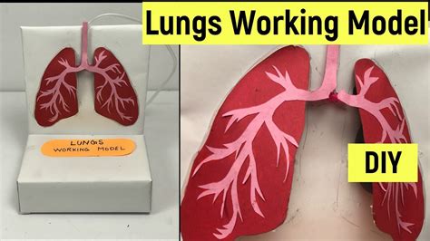 Respiratory System Working Model Lungs Model With 49 Off