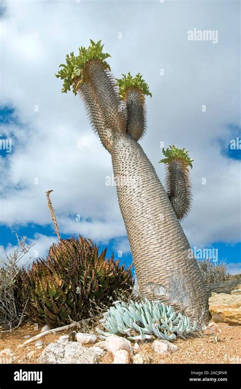 Halfmens Tree Pachypodium Namaquanum This Plant Is Adapted To