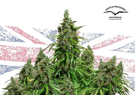 Practical Guide to Growing Cannabis in the UK | Dutch Passion