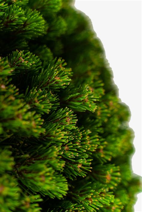 Mugo Pine Trees For Sale Online | The Tree Center