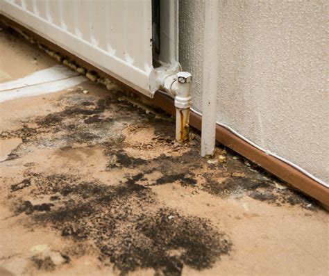 Early Signs Of Mold In Your House Jenkins Environmental