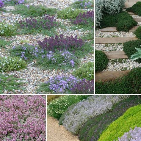 Couvre Sols Persistants Qu Il Faut Avoir Dans Son Jardin Pligvjhk